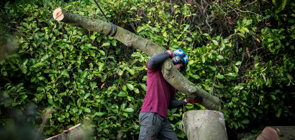 How Much Does Tree Removal Cost In 2024 MyBuilder